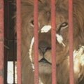 Bolivijai uždraudus cirke naudoti gyvūnus, liūtai keliauja į rezervatą JAV
