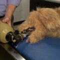 Gyvūnai – robotai padeda praktikuotis būsimiems veterinarams