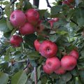 Obelų augintojai – kaip pasirūpinti medžiu