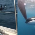 Košmaras jūroje nesibaigia: orkos užpuolė prancūzų jachtą, iškviestos gelbėjimo tarnybos nelaimėlius partempė į krantą 