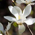 Ypatingas metas Klaipėdos botanikos sode: pražydo magnolijos
