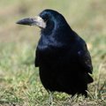 Ornitologai sunerimę: be saiko šaudomas paukštis, kurį klaidingai vadina varna