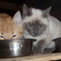 Maži kačiukai ieško šiltų namų