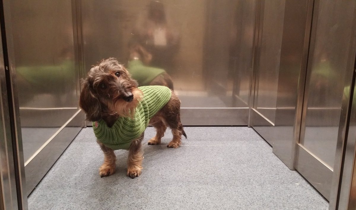 Šuo lifte