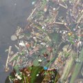 Ekologinė nelaimė: Neries upėje užfiksuota tarša smulkiomis plastiko dalelėmis