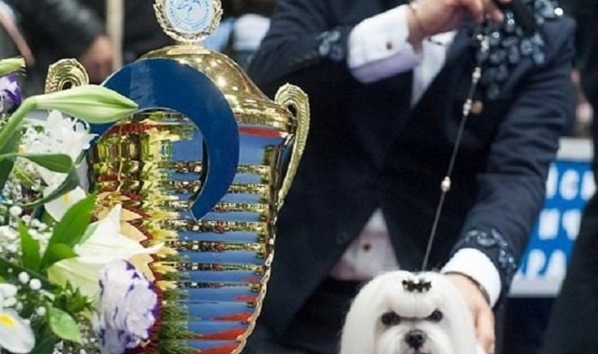 Šuo pasiekė aukščiausią kada nors Lietuvos keturkojo pelnytą apdovanojimą