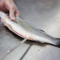 Ką reikia žinoti perkant šviežią žuvį?