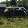 Latvijos žirgų augintojai stengiasi atgaivinti beveik išnykusią lenktyninių žirgų veislę