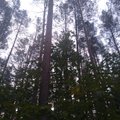 Valstybinių miškų urėdija natūralių miško ir pelkių buveinių būklės gerinimui skirs beveik 4 mln. eurų