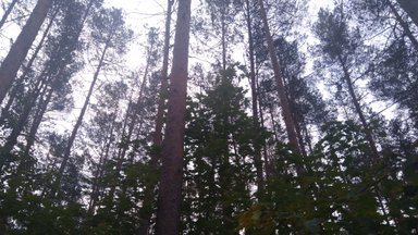 Valstybinių miškų urėdija natūralių miško ir pelkių buveinių būklės gerinimui skirs beveik 4 mln. eurų