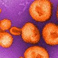 Virusologai stebi naują virusą Bolivijoje: mirtina hemoraginė karštinė gali plisti ir tarp žmonių