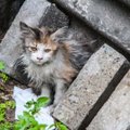 Švitrigailos gatvės rūsiuose miršta kačiukai: išlikusiai Vytei ieškoma pagalbos