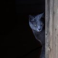 Vilniuje dingo pilkas katinas
