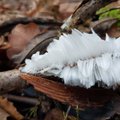 Miškininkai giriose fiksuoja unikalius reiškinius – ledo plaukus