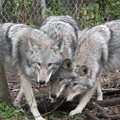 JAV okupuoja vilko, kojoto ir šuns mišrūnai
