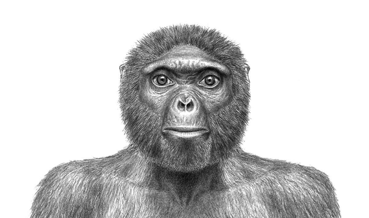 Taip galėjo atrodyti iki šiol atrastas seniausias žmogaus protėvis - Ardipiteko Ardi (Ardipithecus ramidus) , gyvenęs prieš 4,4 mln. metų. 