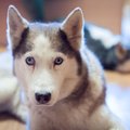 Gyvūnų prieglaudos įkainiai: už valandai priglaustą pasiklydusį šunį – 50 Eur