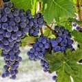 Ką reiktų žinoti apie raudonojo vyno vynuoges