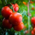 Kaip užsiauginti superderlių šiltnamyje: agurkai, pomidorai ir baklažanai augs kaip pasiutę