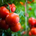 Parduotuvėse pirmieji lietuviški pomidorai – ar įperkami
