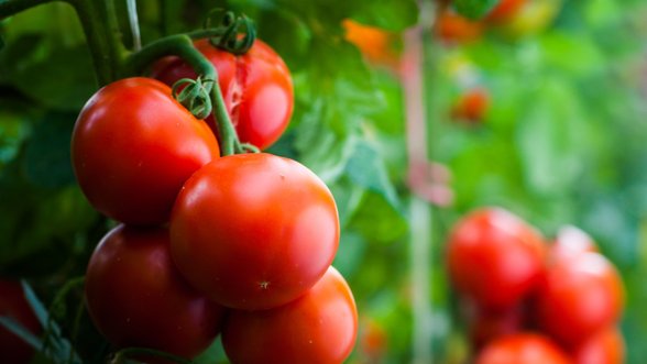 Parduotuvėse pirmieji lietuviški pomidorai – ar įperkami
