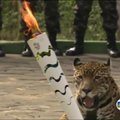 Netrukus po fotosesijos nušautas olimpinio deglo estafetėje įamžintas jaguaras