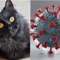 Vilnietei persirgus koronavirusu, liga diagnozuota ir jos katei: veterinaras paaiškino, ką tai reiškia