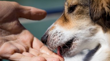 Ar šunų seilės iš tiesų gydo?