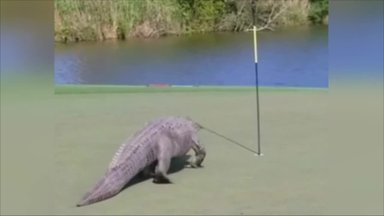 Į golfo lauką užklydo įspūdingo dydžio aligatorius