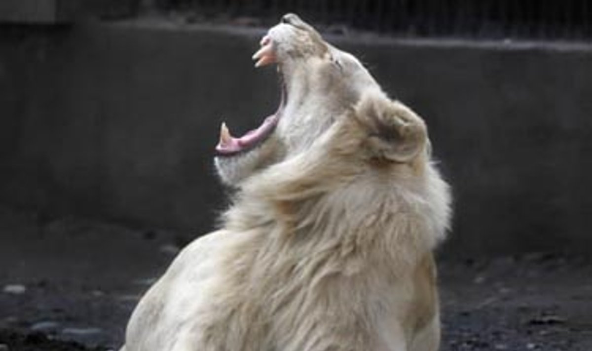 Dvejų metų baltasis liūtas Khanas Alma Atos zoologijos sode žiovauja džiaugdamasis saulės kaitra. 