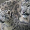 Klaipėdos zoologijos sode nauji gyventojai – jaguarai ir snieginiai leopardai