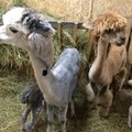 Pietų Amerikoje populiarios alpakos apsigyveno Dargaičiuose