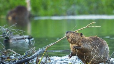 Vilniaus centre apsigyvenęs bebras vėl pastebėtas prie Neries kavinės: mėgavosi miestietišku gyvenimu