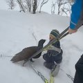 Piktas paukštis užpuolė slidinėti nemokantį vaiką