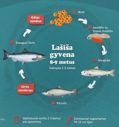 Dalis Aplinkos ministerijos parengto infografiko apie lašišas