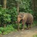 Indijoje įsiutęs dramblys vartė automobilius