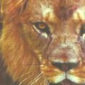 Ugandoje palaidotas seniausias liūtas