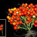Sukūrė pomidorus, kurie auga kekėse kaip vynuogės: juos bus galima auginti net kosmose