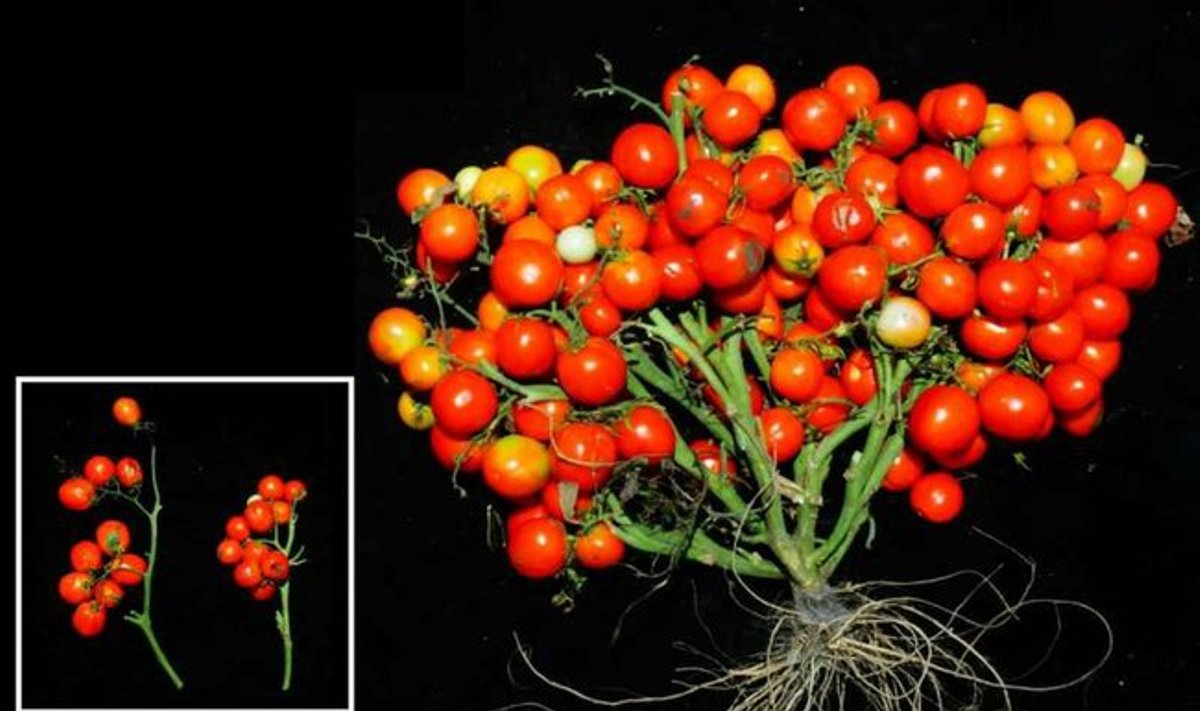 Genetiškai modifikuoti pomidorai