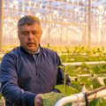 Prekybos tinklus suvilioję ūkininkai Juškos augalams dovanoja dirbtinę saulę