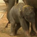Belgijos zoologijos sode pasaulį išvydo drambliuko jauniklis
