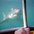 PAR atmeta dokumentinio filmo kūrimo sąsajas su ryklio užpuolimu