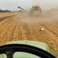 Хуже только в Испании: засуха и низкие закупочные цены бьют по литовскому производителю зерна