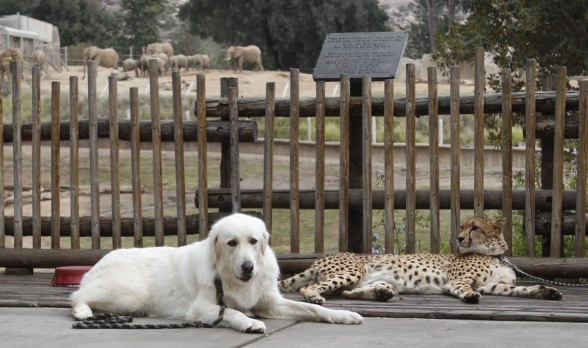 Šunys ir gepardai - viena rūšis padeda kitai išlikti