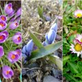 Pavasario augalų kalendorius: kada ir kur ieškoti pirmųjų žiedų?