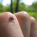Number of tick-borne encephalitis cases in Lithuania reaches highest level in Europe