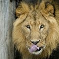 Iš nacionalinio parko pabėgę liūtai atėjo į gyvenamąjį rajoną