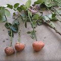 Rožės bulvėse – geriau prigyja, gausiau žydi