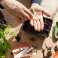 Ieškote būdų, kad sodas ir daržas suklestėtų – 10 patarimų, kaip tai padaryti