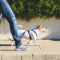 Ieško naujų pagalbos metodų vienišiems: galima išeitis – šunų terapija